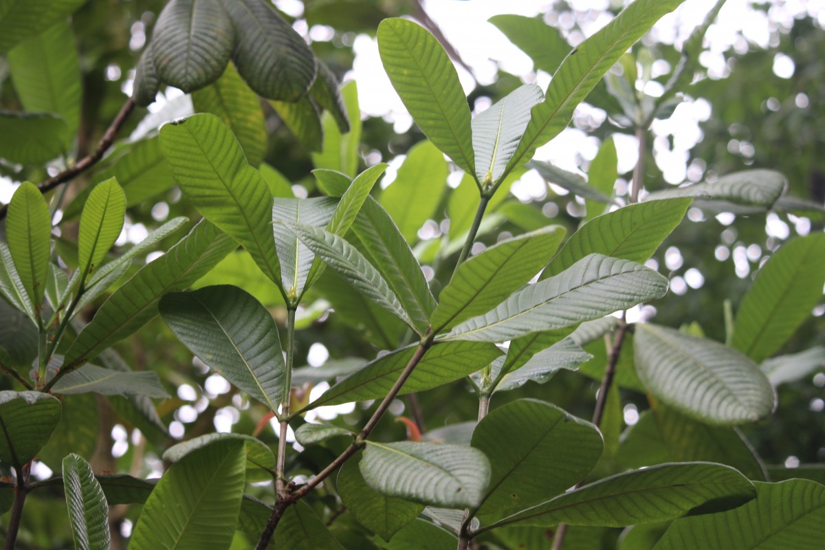 Gardenia crameri Tirveng.
